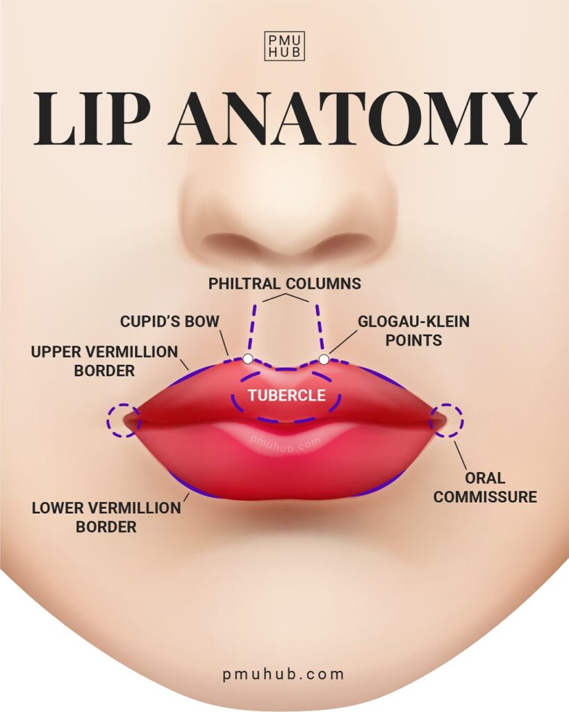 唇部解剖学