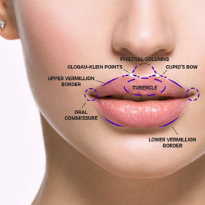 lip-anatomy-pmu