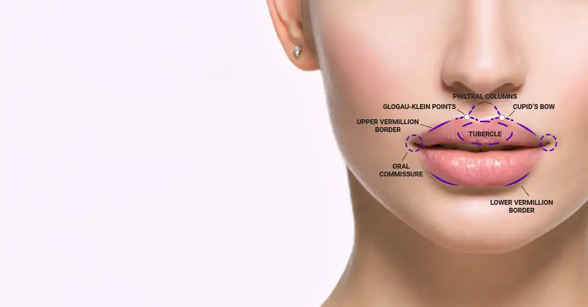 lip-anatomy-pmu