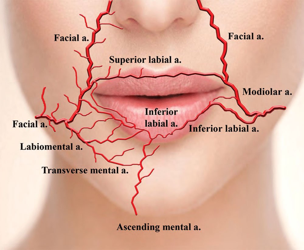 lip-veins-anatomy